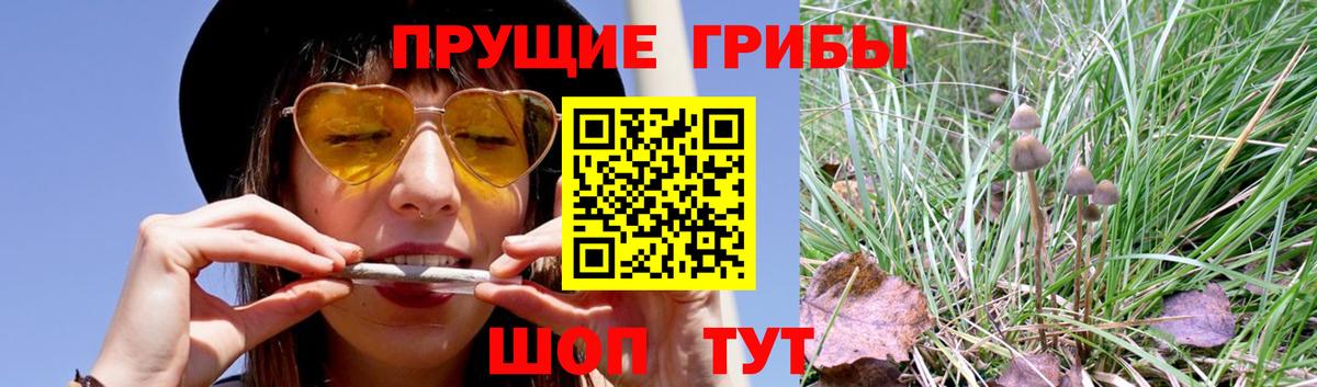Псилоцибиновые грибы прущие грибы  Тосно  Галлюциногенные грибы ЛСД 